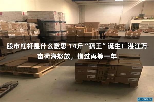 股市杠杆是什么意思 14斤“藕王”诞生！湛江万亩荷海怒放，错过再等一年